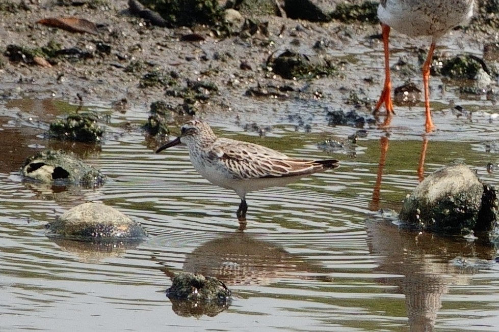 Сянби элсэг - ML609376969