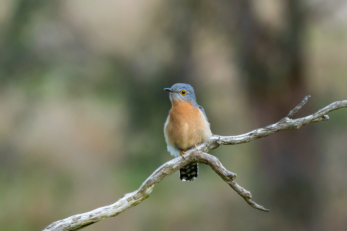 Fan-tailed Cuckoo - Duke N