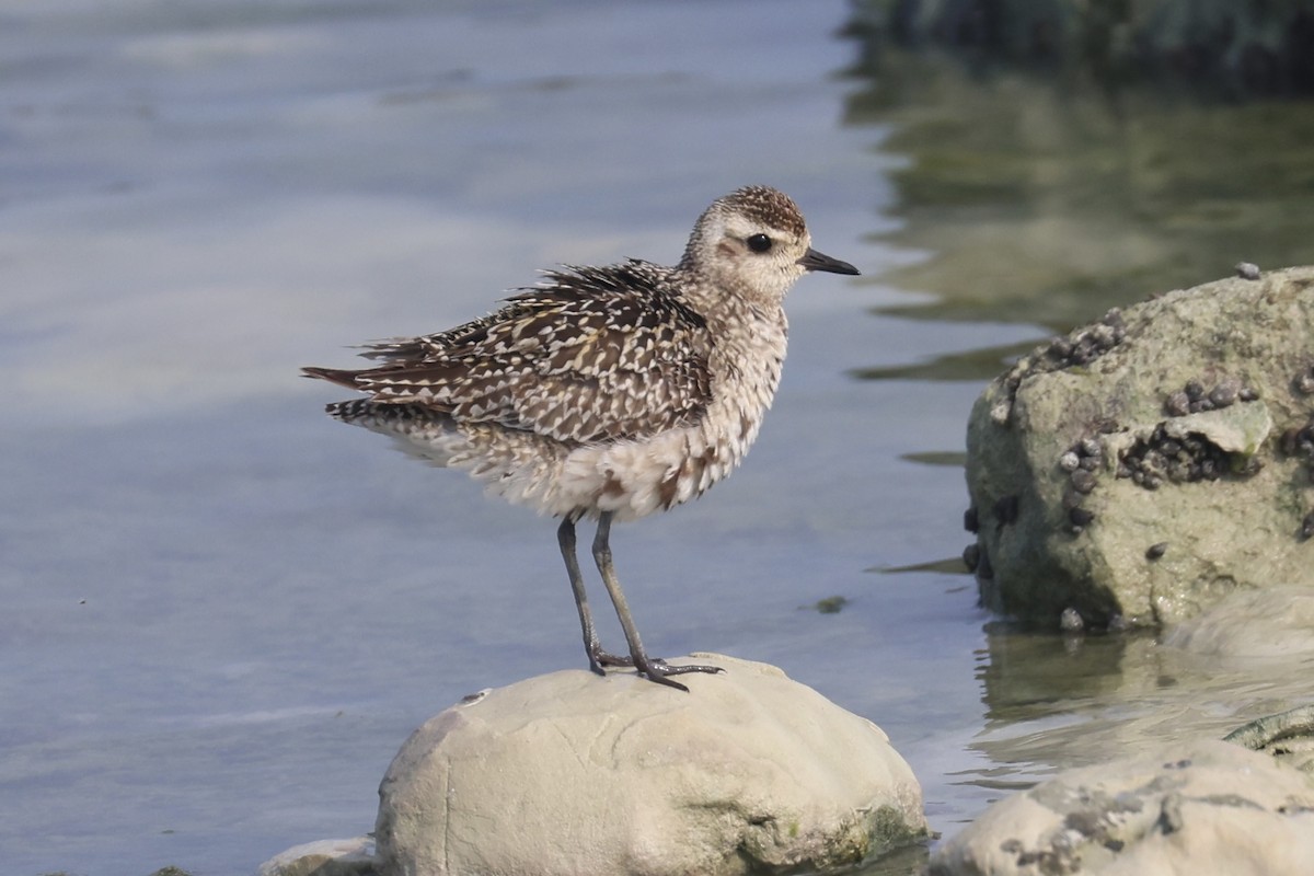 Pacific Golden-Plover - ML609377359