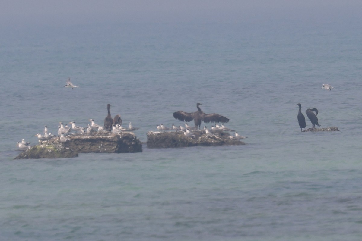 Socotra Cormorant - ML609377375