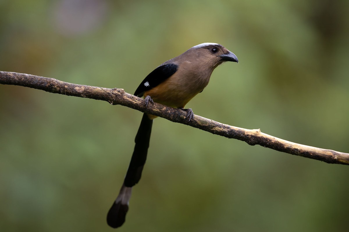 Bornean Treepie - ML609377438