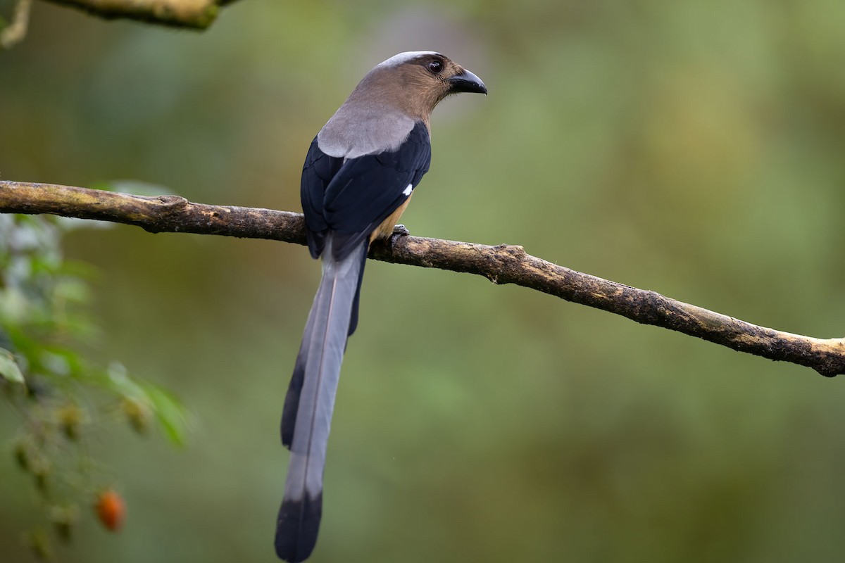 Bornean Treepie - ML609377439