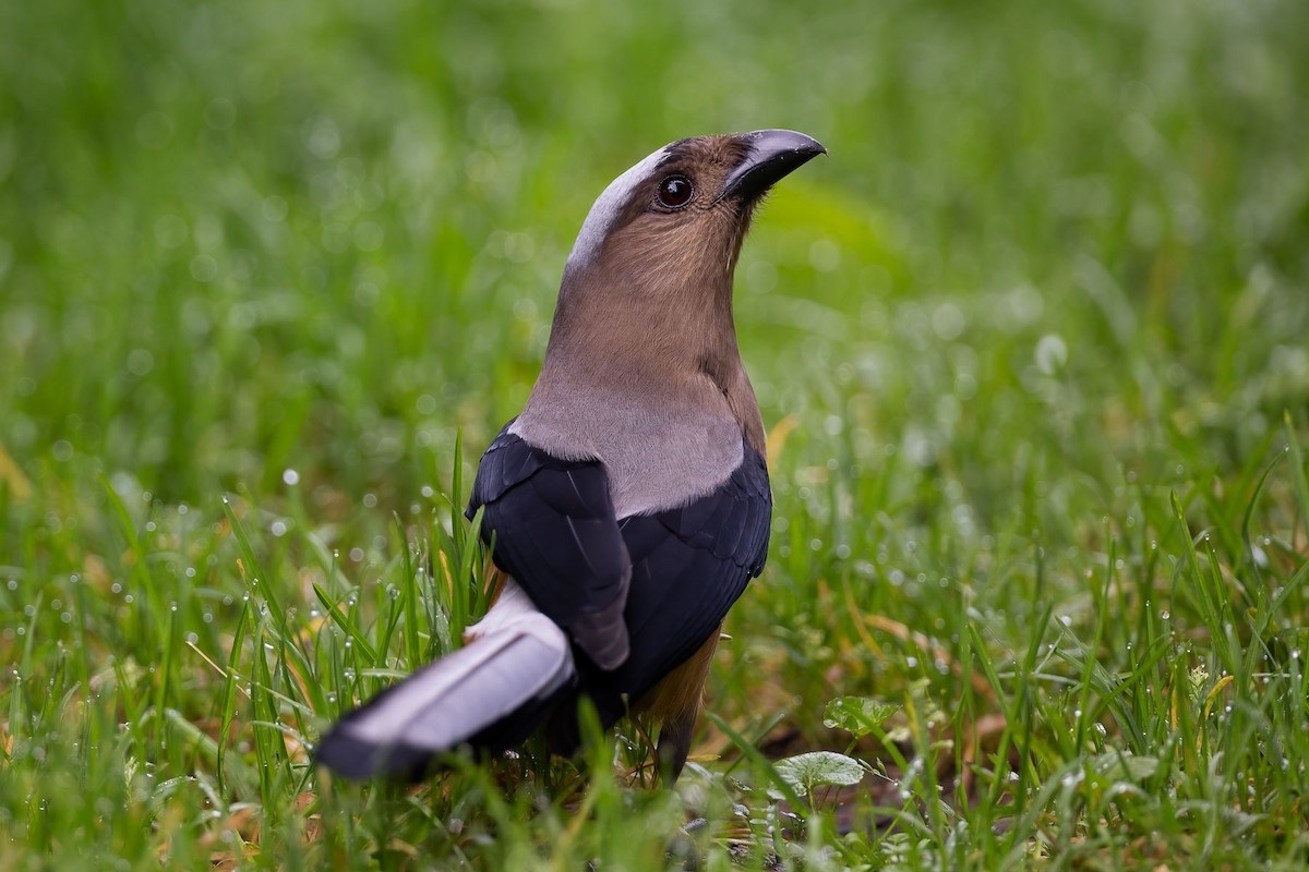 Bornean Treepie - ML609377440