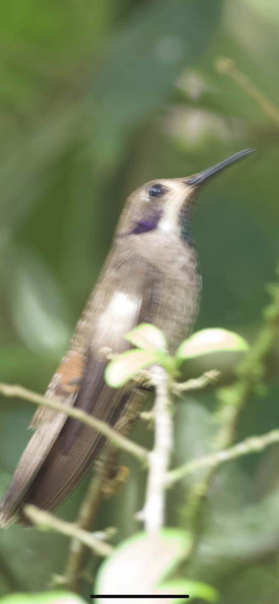 kolibřík fialovouchý - ML609377522