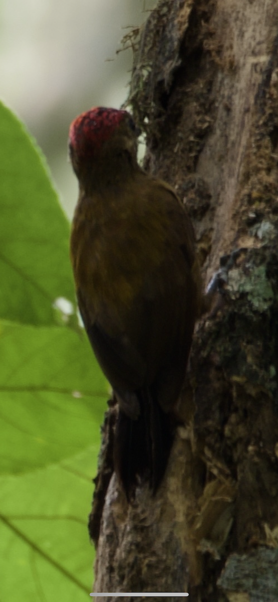 Smoky-brown Woodpecker - David Cabrera