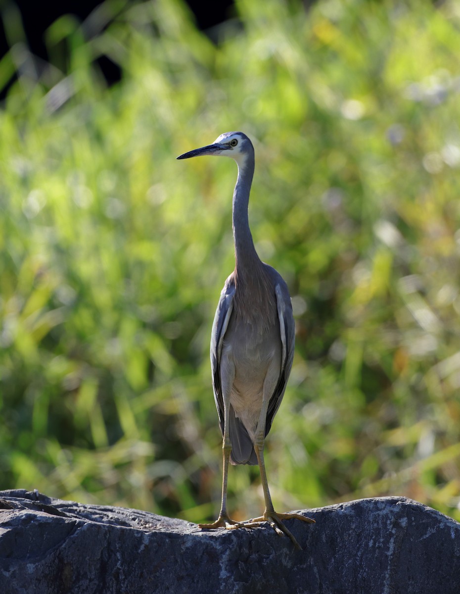 White-faced Heron - ML609377544