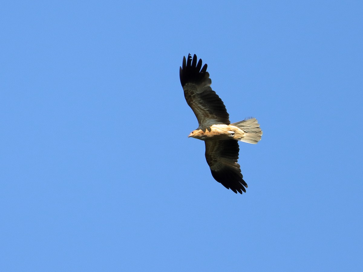 Whistling Kite - ML609377548