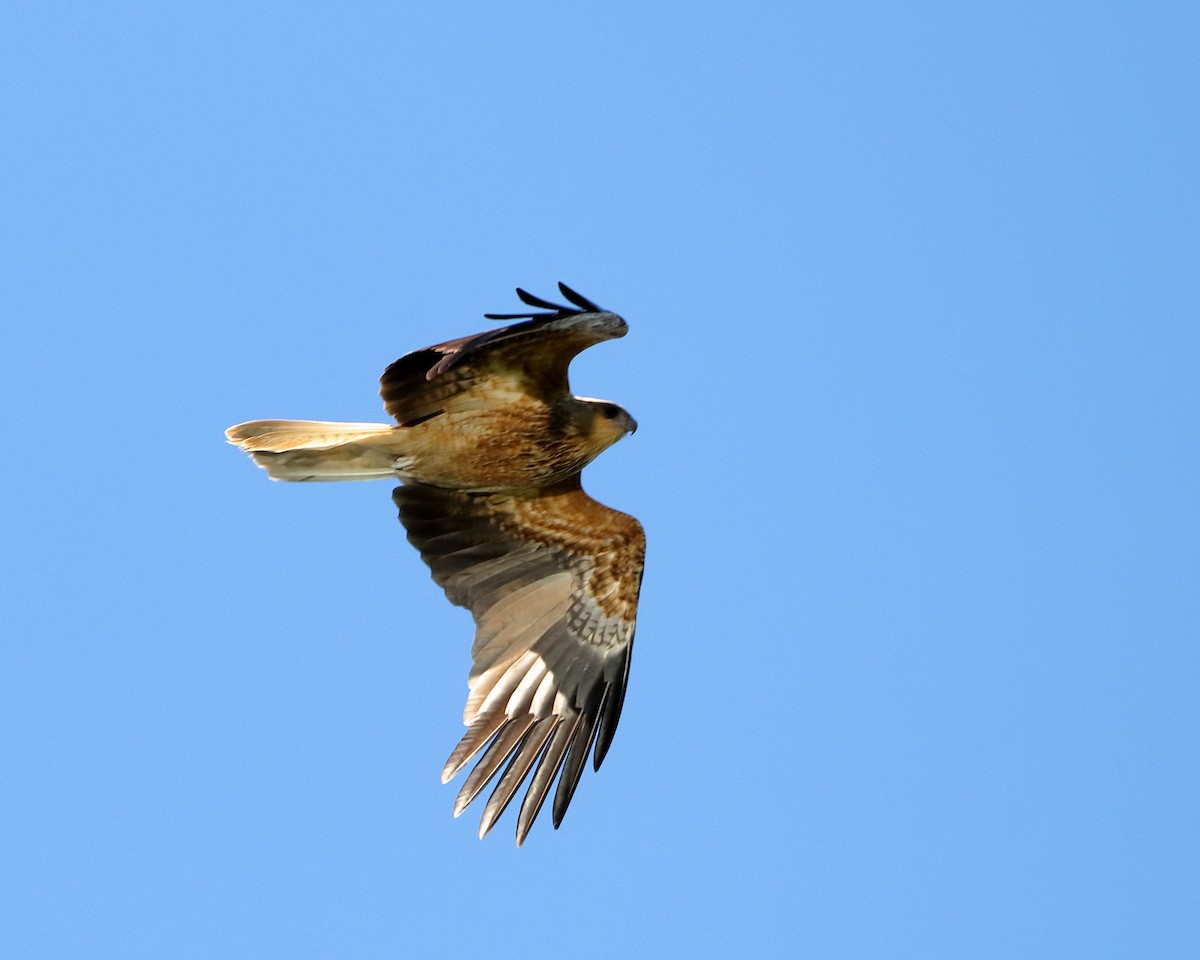 Whistling Kite - ML609377549