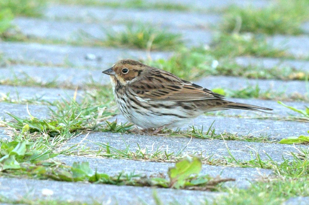 Little Bunting - ML609377697