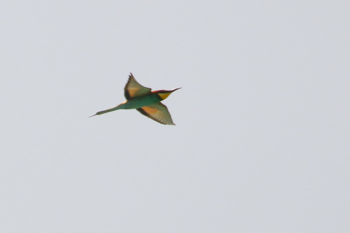 European Bee-eater - ML609377819