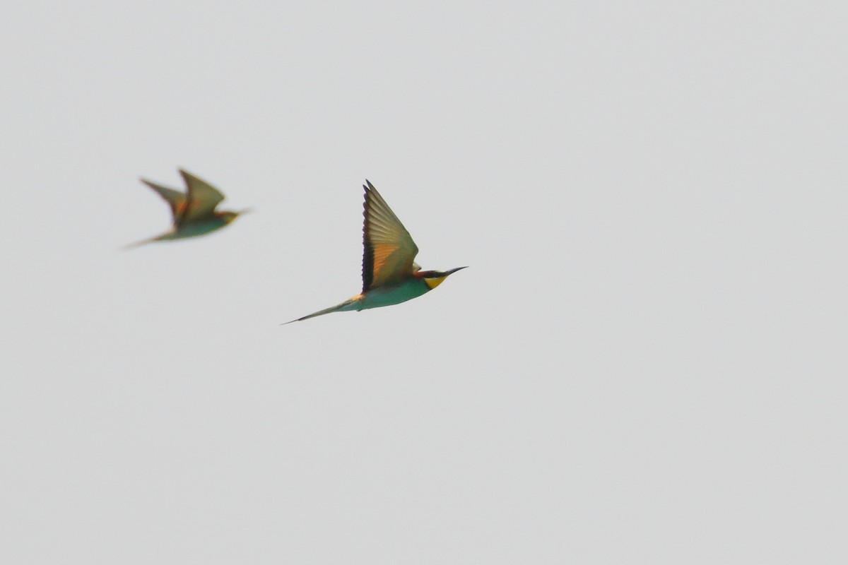 European Bee-eater - Mark Baker
