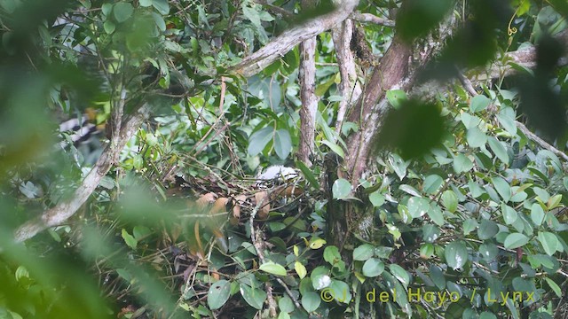 Ornate Hawk-Eagle - ML609377861