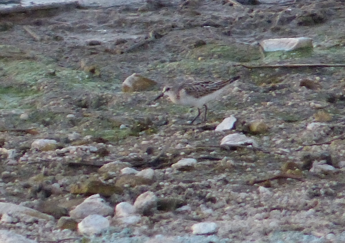 Little Stint - ML609377917