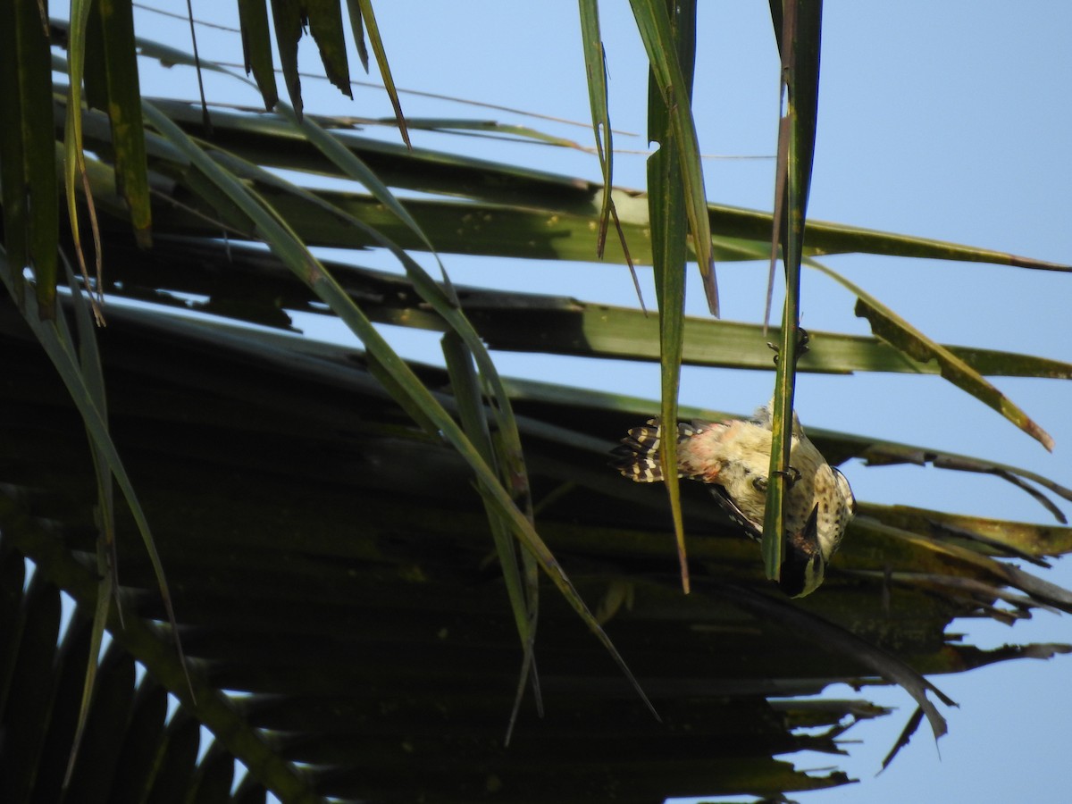 Freckle-breasted Woodpecker - ML609377925