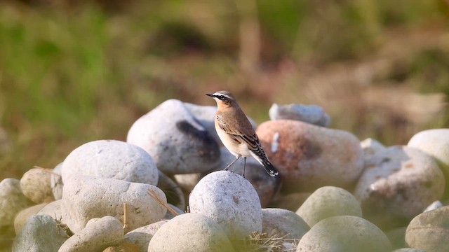 Northern Wheatear (Greenland) - ML609377960