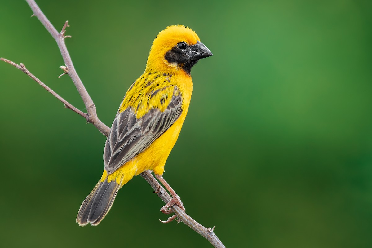 Asian Golden Weaver - ML609377990