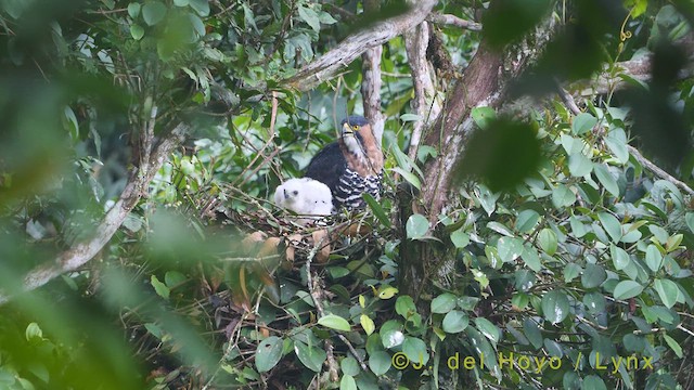 Ornate Hawk-Eagle - ML609378006