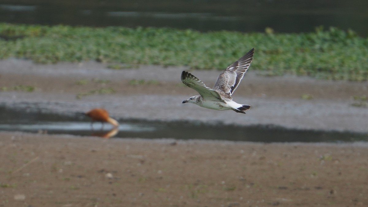 Pallas's Gull - ML609378058