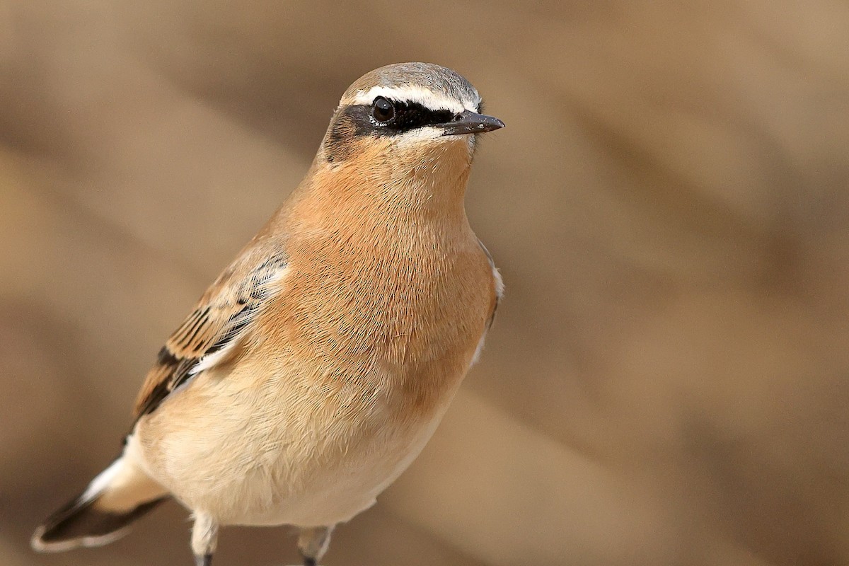 Northern Wheatear (Greenland) - Sam Zhang
