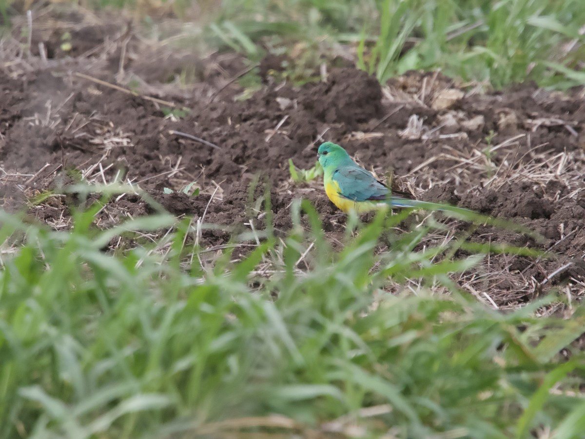 Red-rumped Parrot - ML609378147