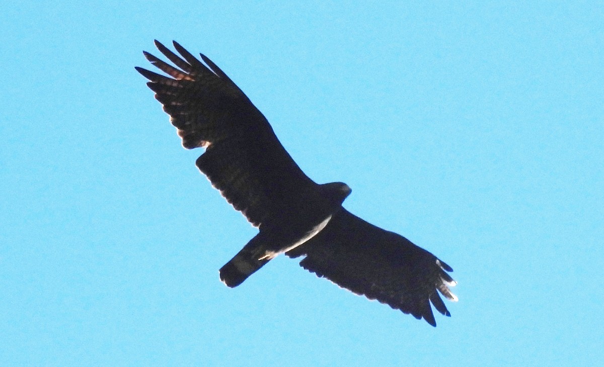 Zone-tailed Hawk - ML609378149