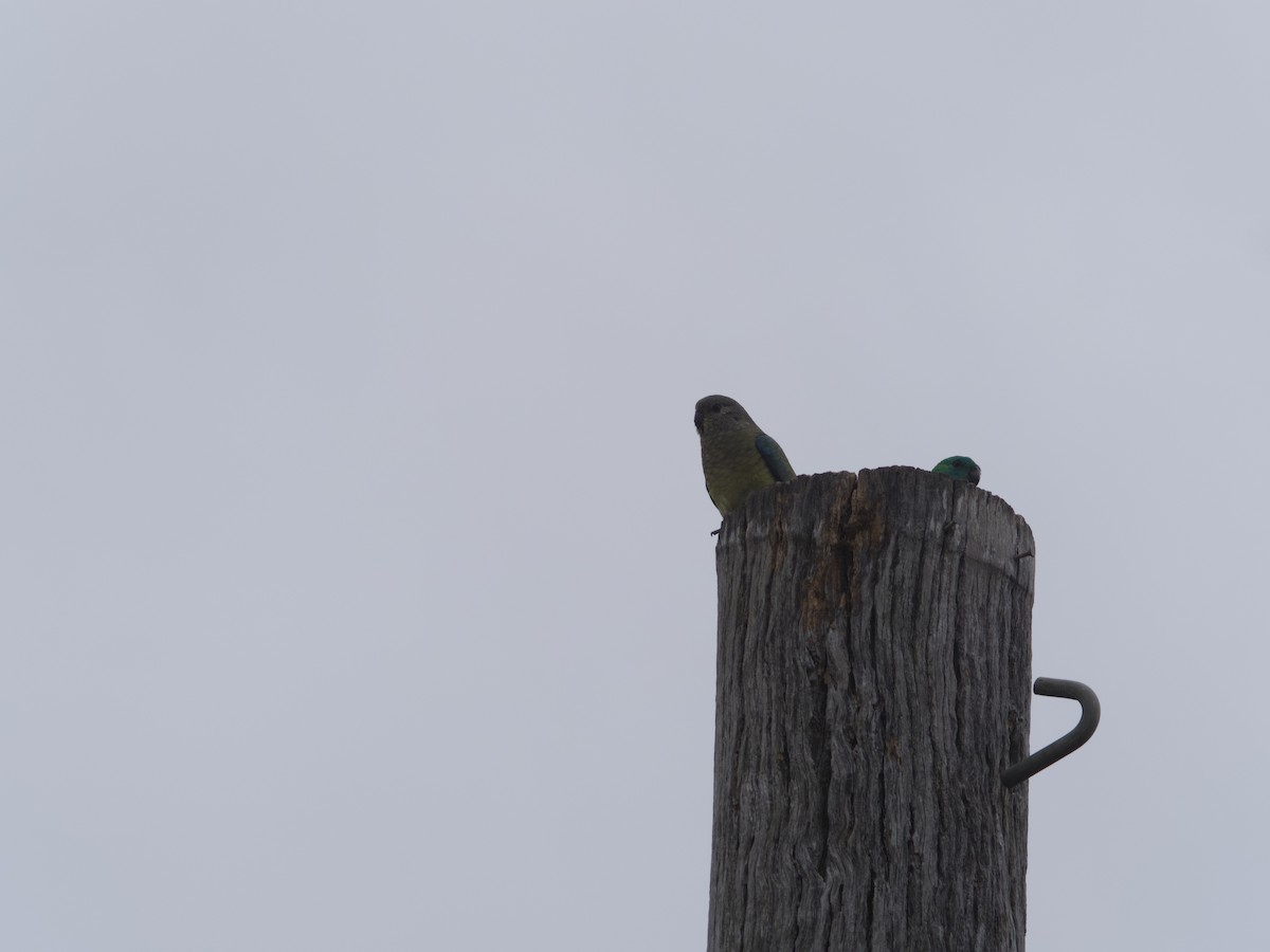 Red-rumped Parrot - ML609378168