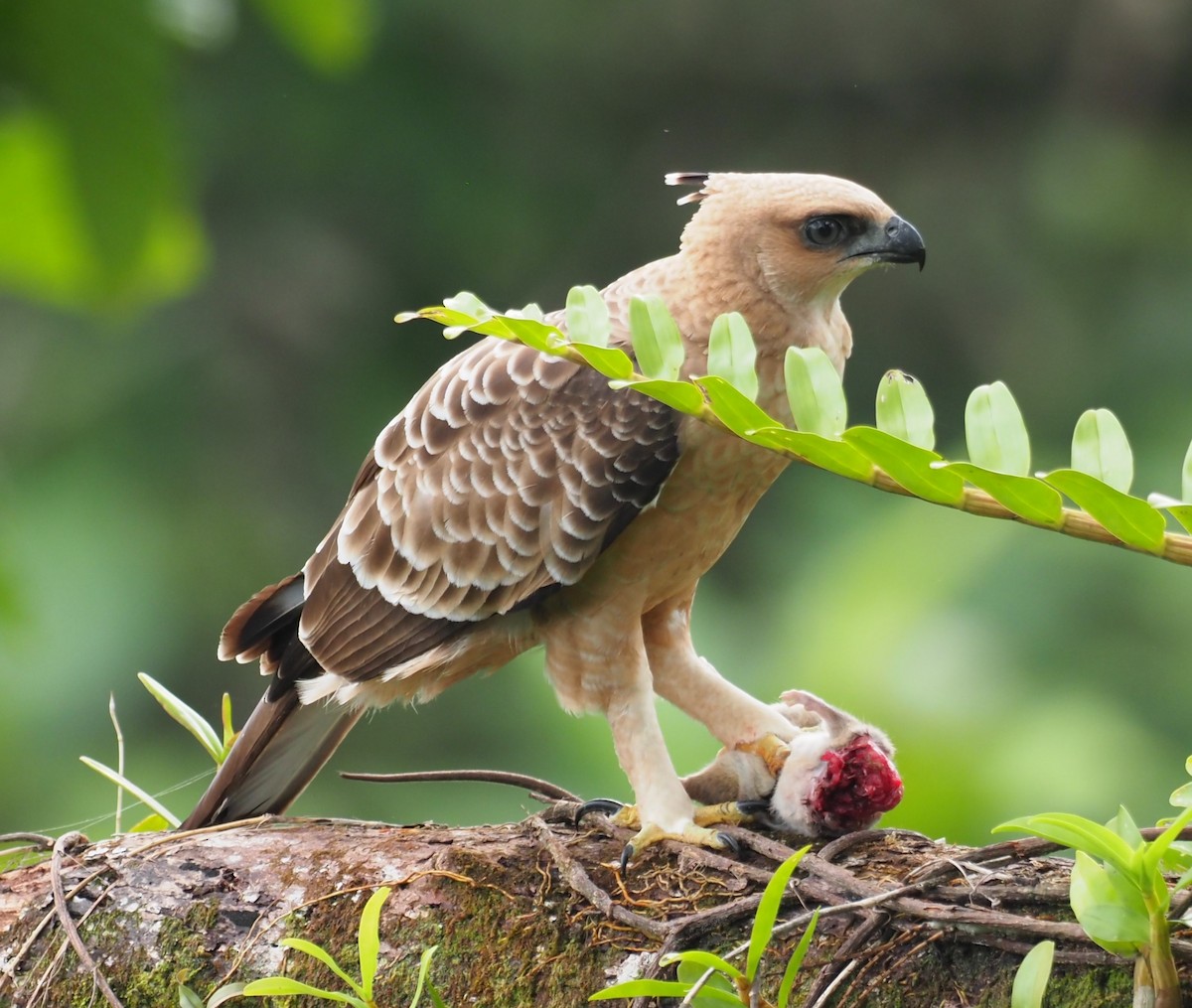 Wallace's Hawk-Eagle - Mark Stevenson