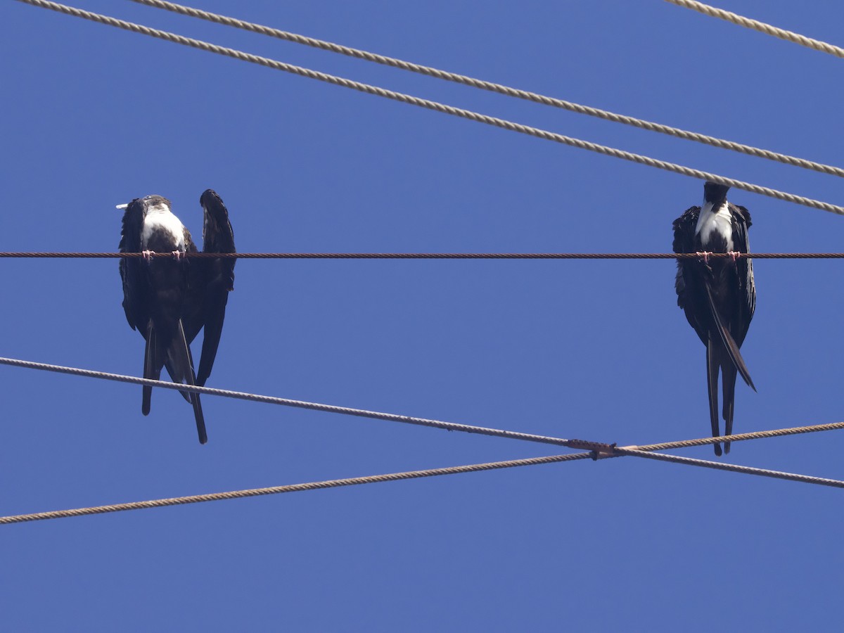 Magnificent Frigatebird - Darwin 200 Voyage