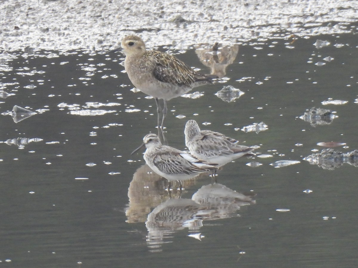 Сянби элсэг - ML609378467