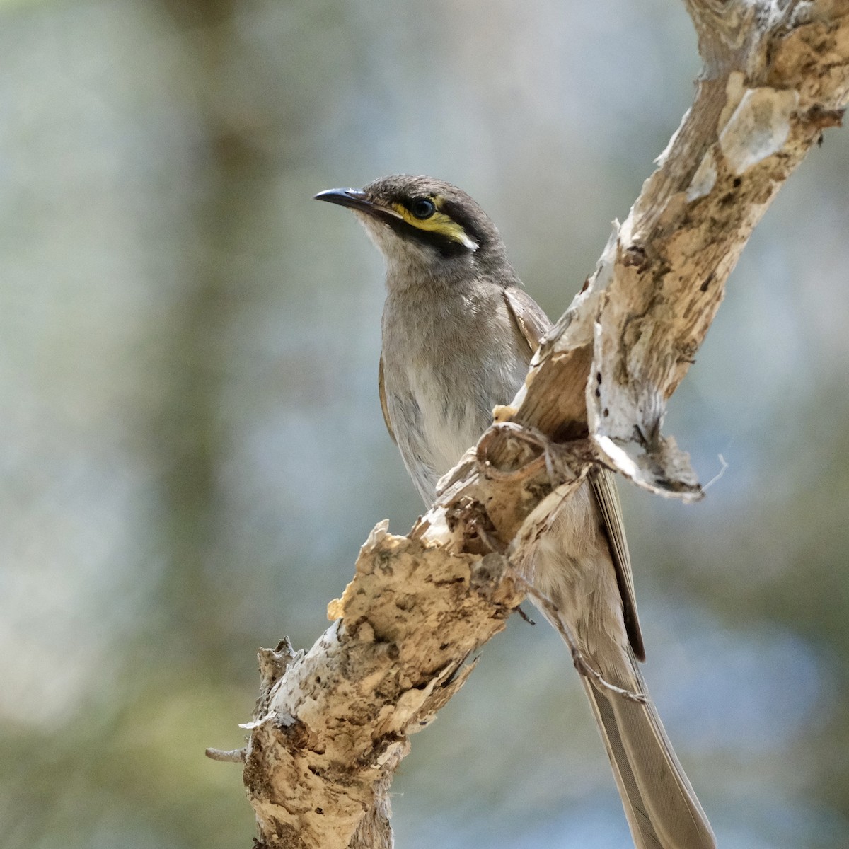 Yellow-faced Honeyeater - ML609378666