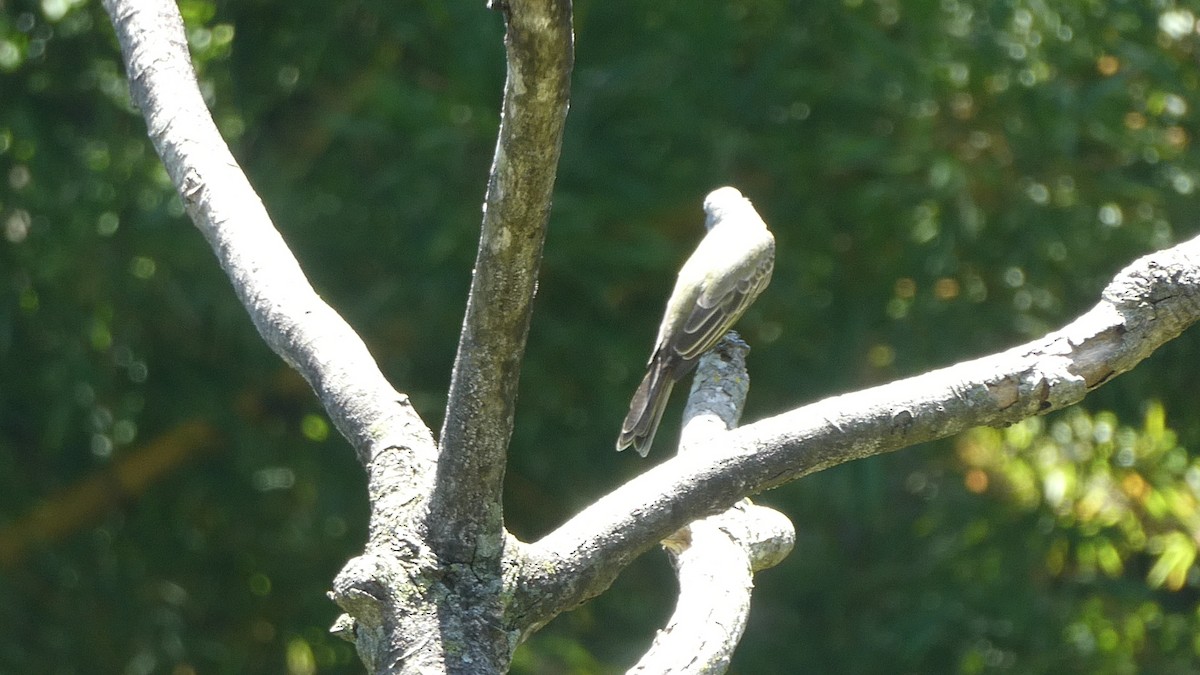 Tropical Kingbird - Anonymous