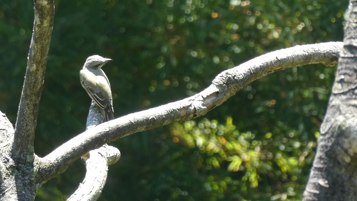 Tropical Kingbird - Anonymous