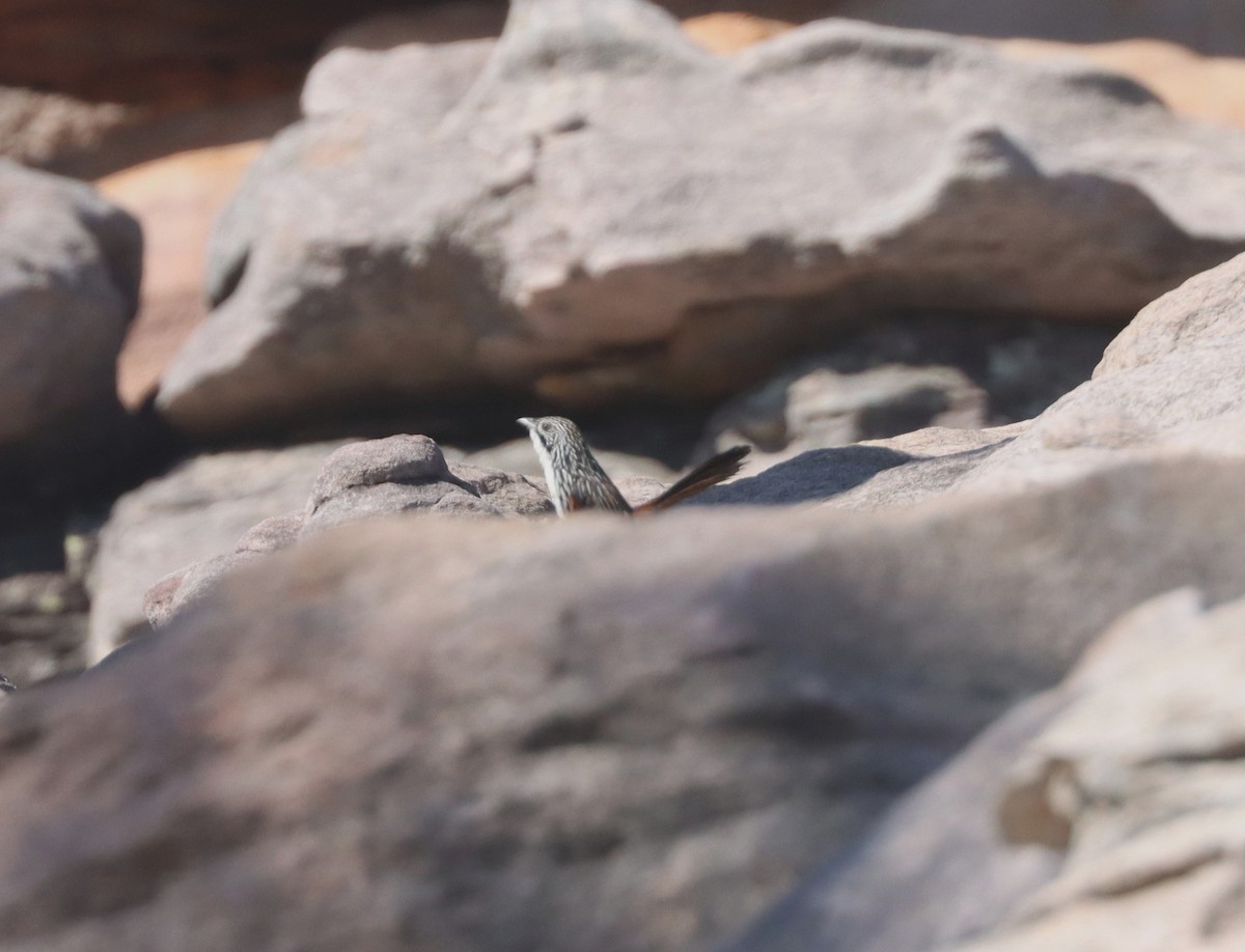 White-throated Grasswren - ML609378839