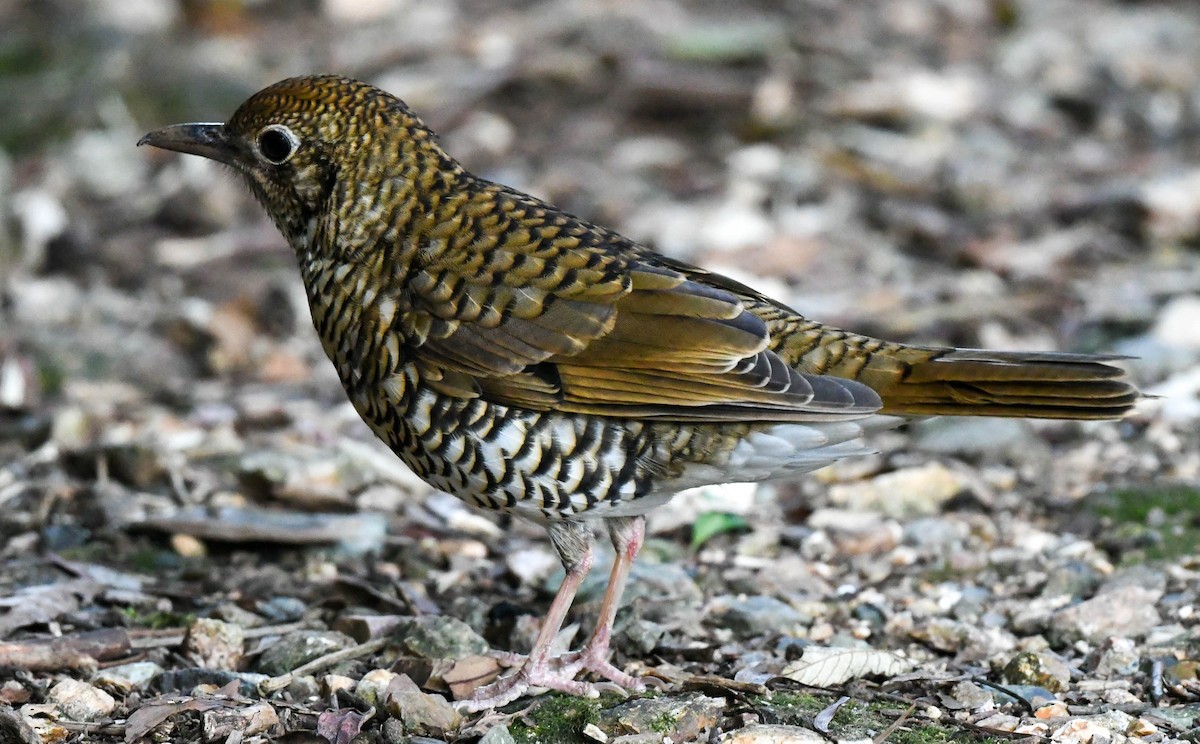 Bassian Thrush - Rob Clay