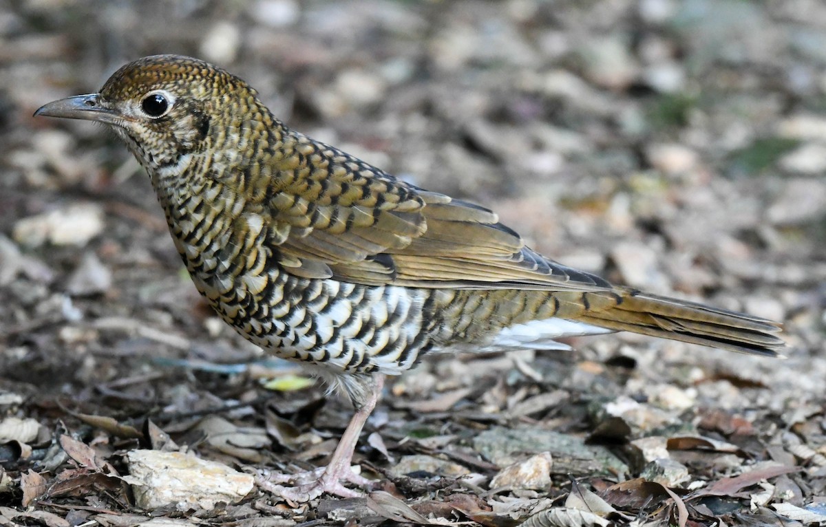 Bassian Thrush - Rob Clay