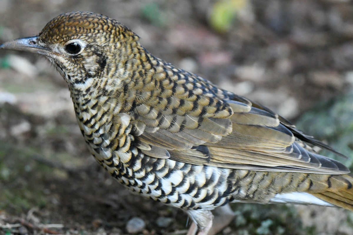 Bassian Thrush - Rob Clay