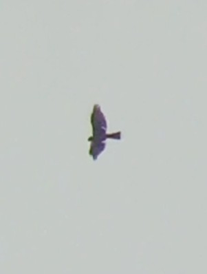 Northern Harrier - Laurent Pascual-Le Tallec