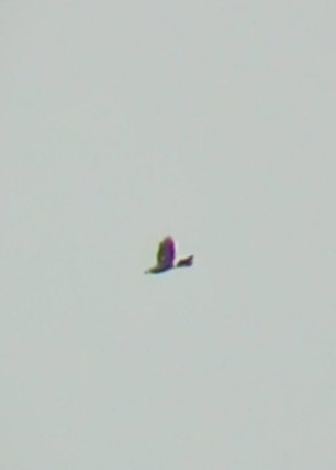 Northern Harrier - ML609378898