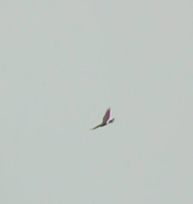 Northern Harrier - ML609378899