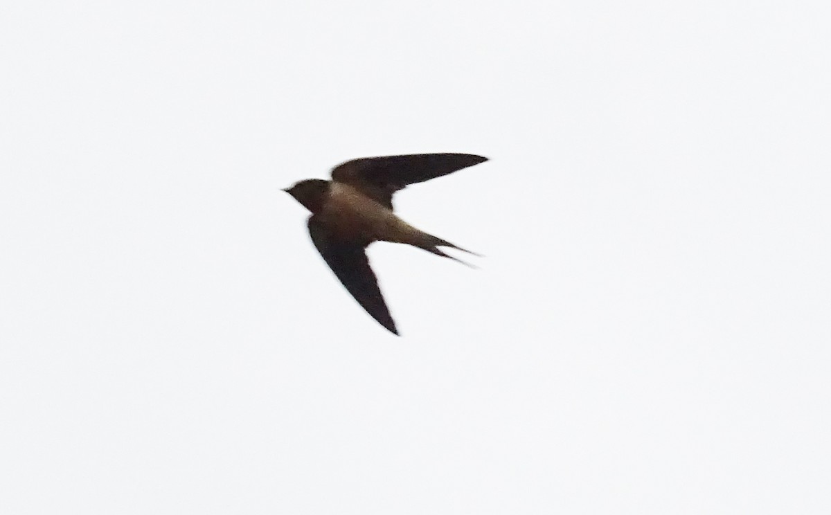 Barn Swallow - Bruno Neri Guia Birdwatching