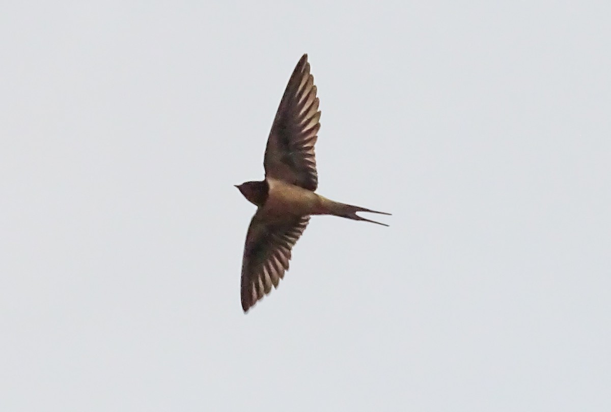 Barn Swallow - ML609379015