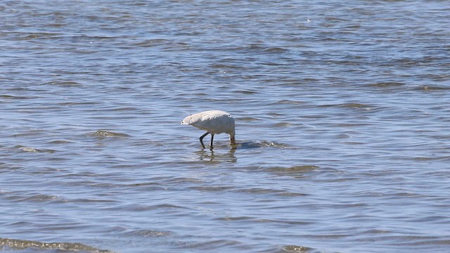 Yellow-billed Spoonbill - ML609379019