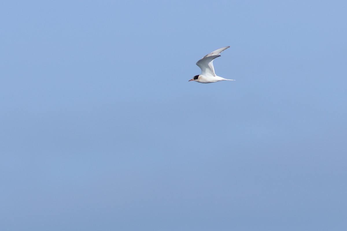 Arctic Tern - ML609379191