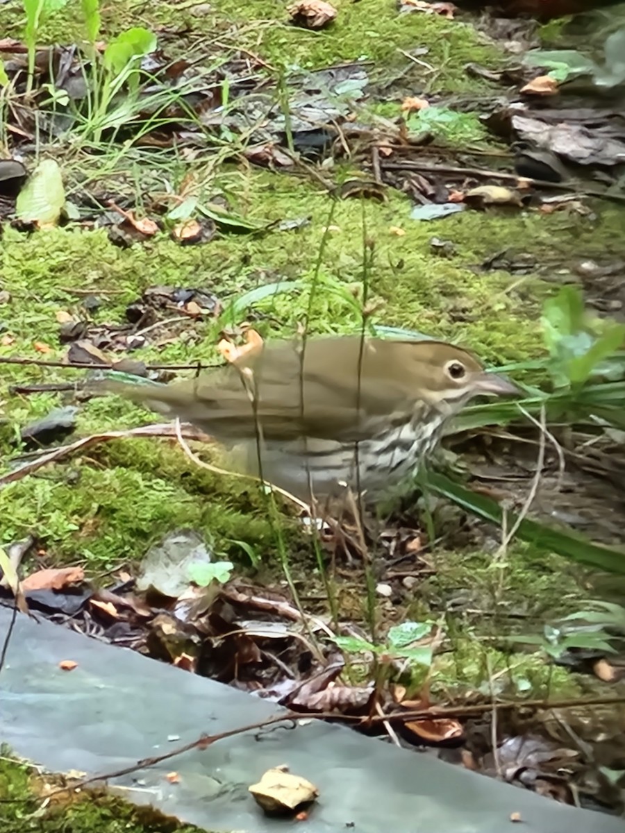 Ovenbird - ML609379227