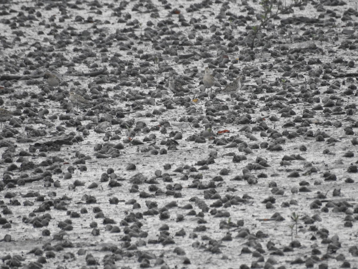 Сянби элсэг - ML609379244