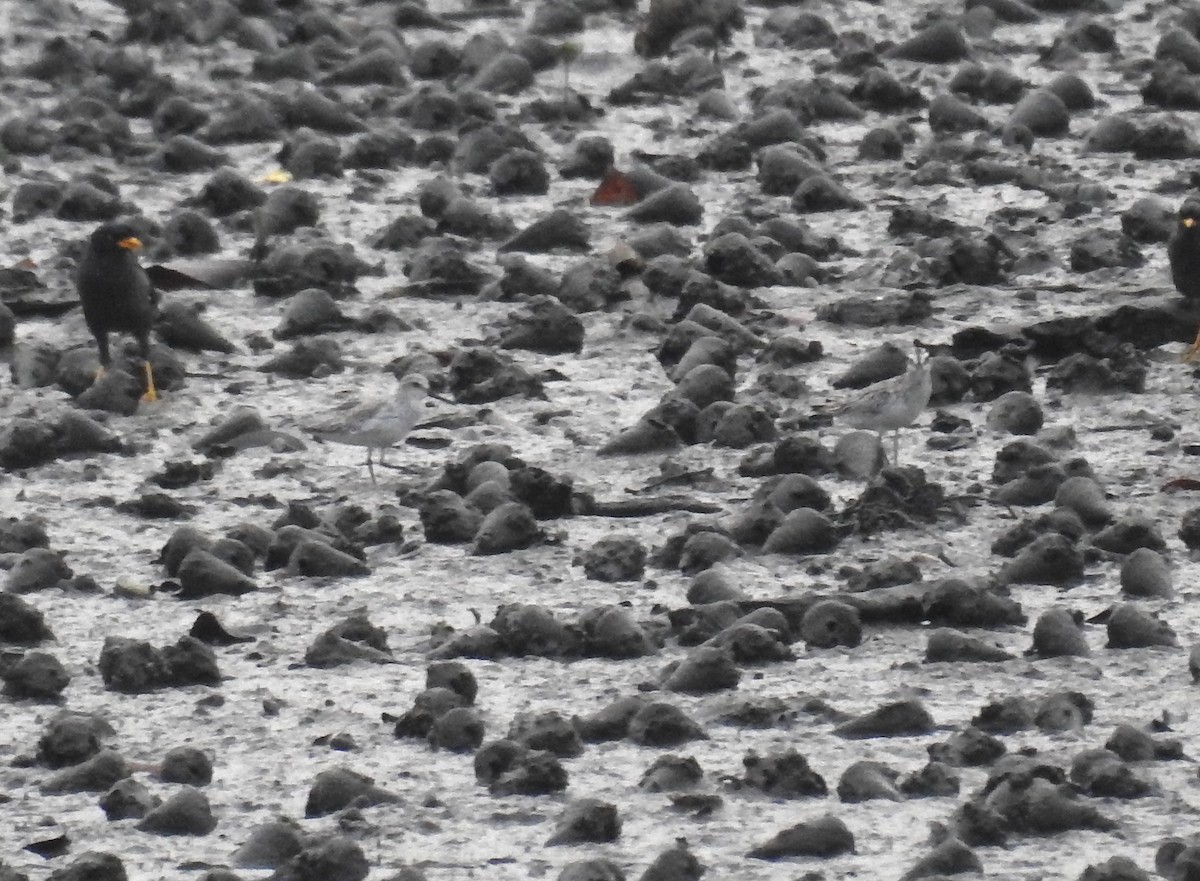 Сянби элсэг - ML609379245