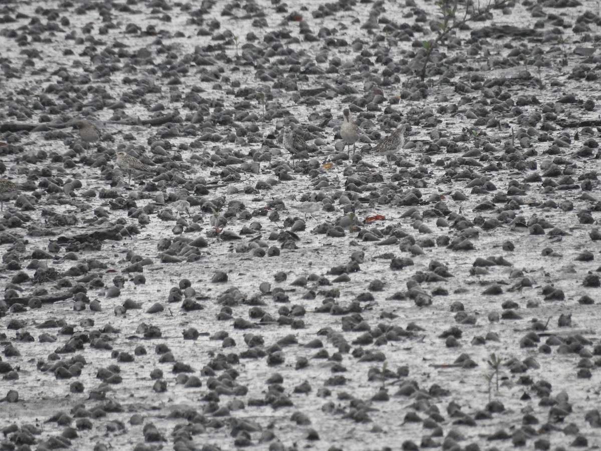 Сянби элсэг - ML609379246