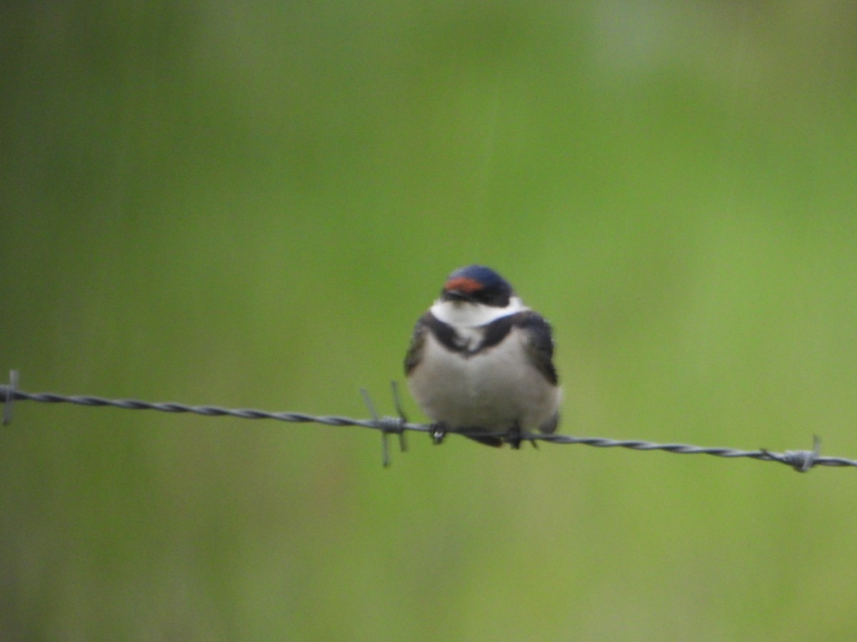 White-throated Swallow - bob butler