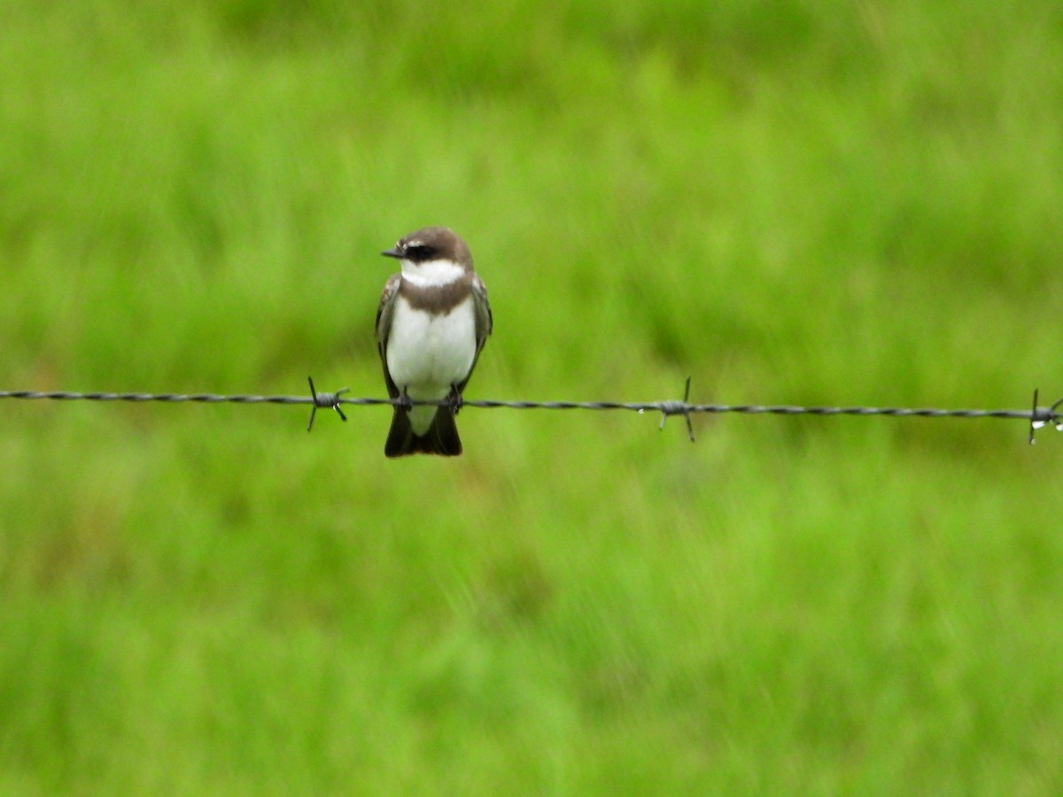 Banded Martin - bob butler