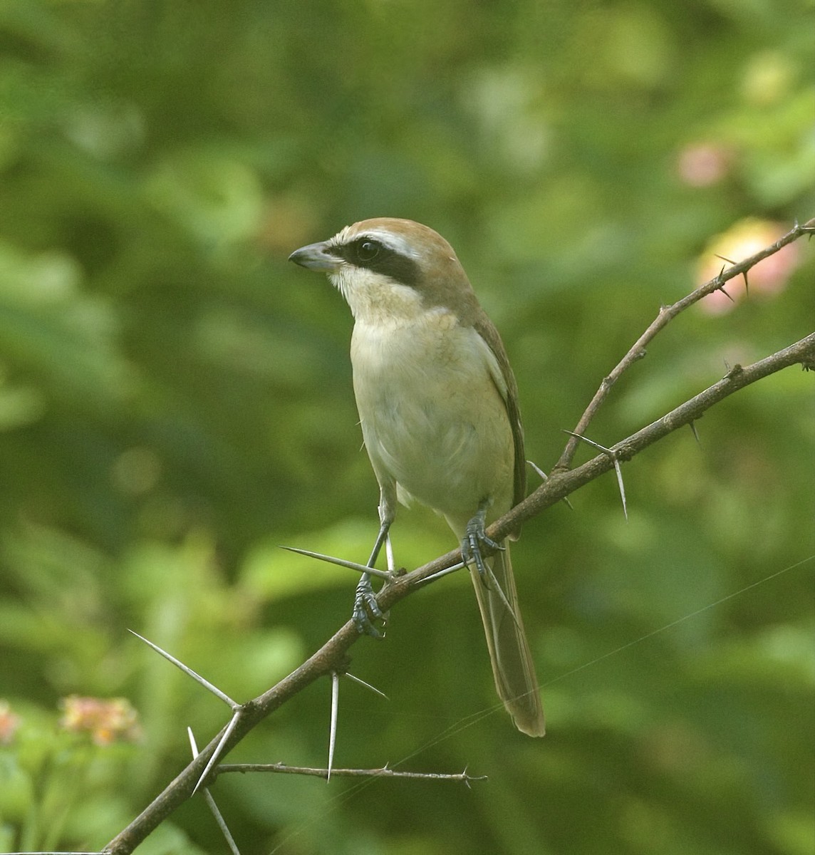Brown Shrike - ML609379420